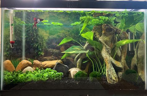 are fake plants good for fish tanks